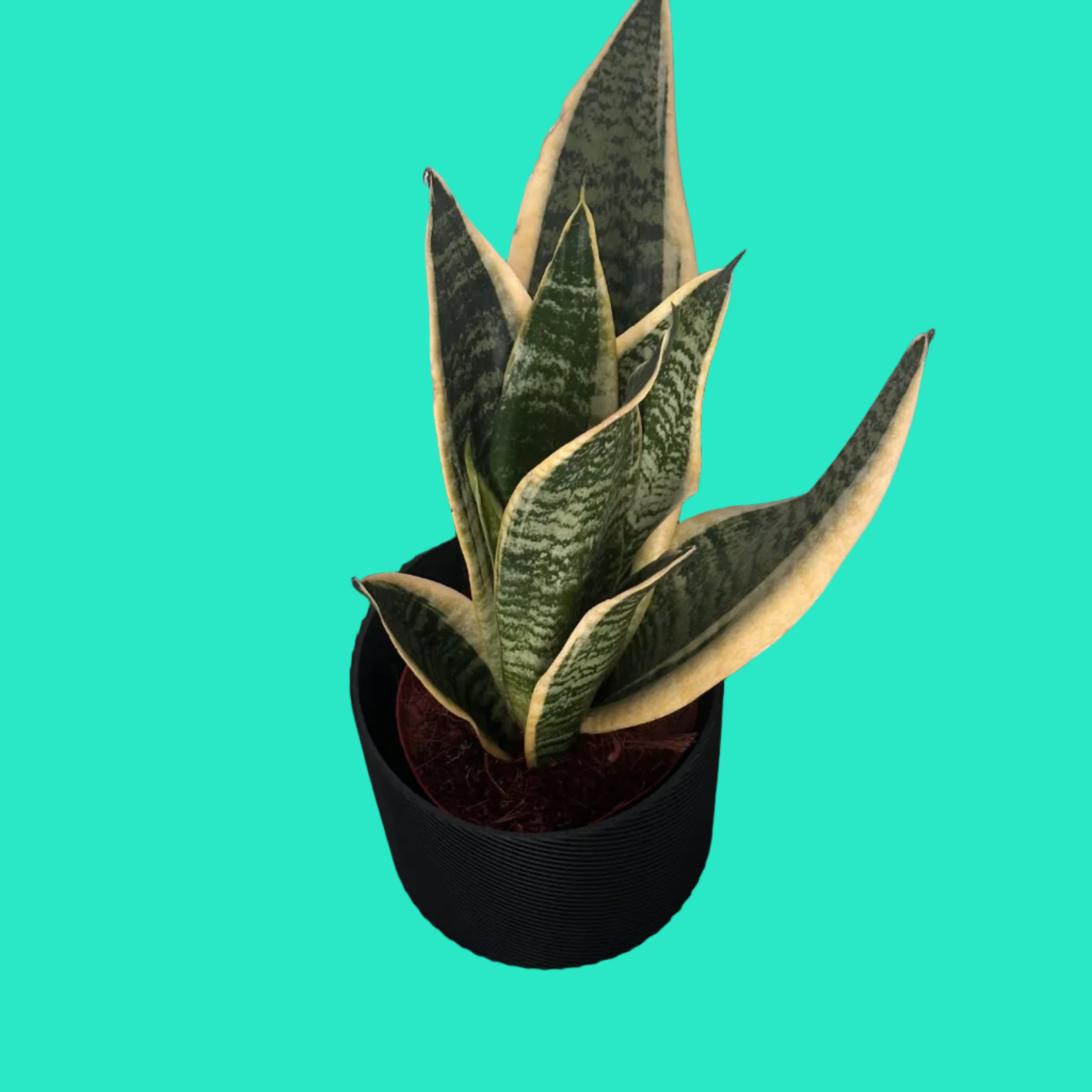 Vaso Design Spiral 3D – Porta Piante Moderno in PLA | 13,8x13,8x13h cm