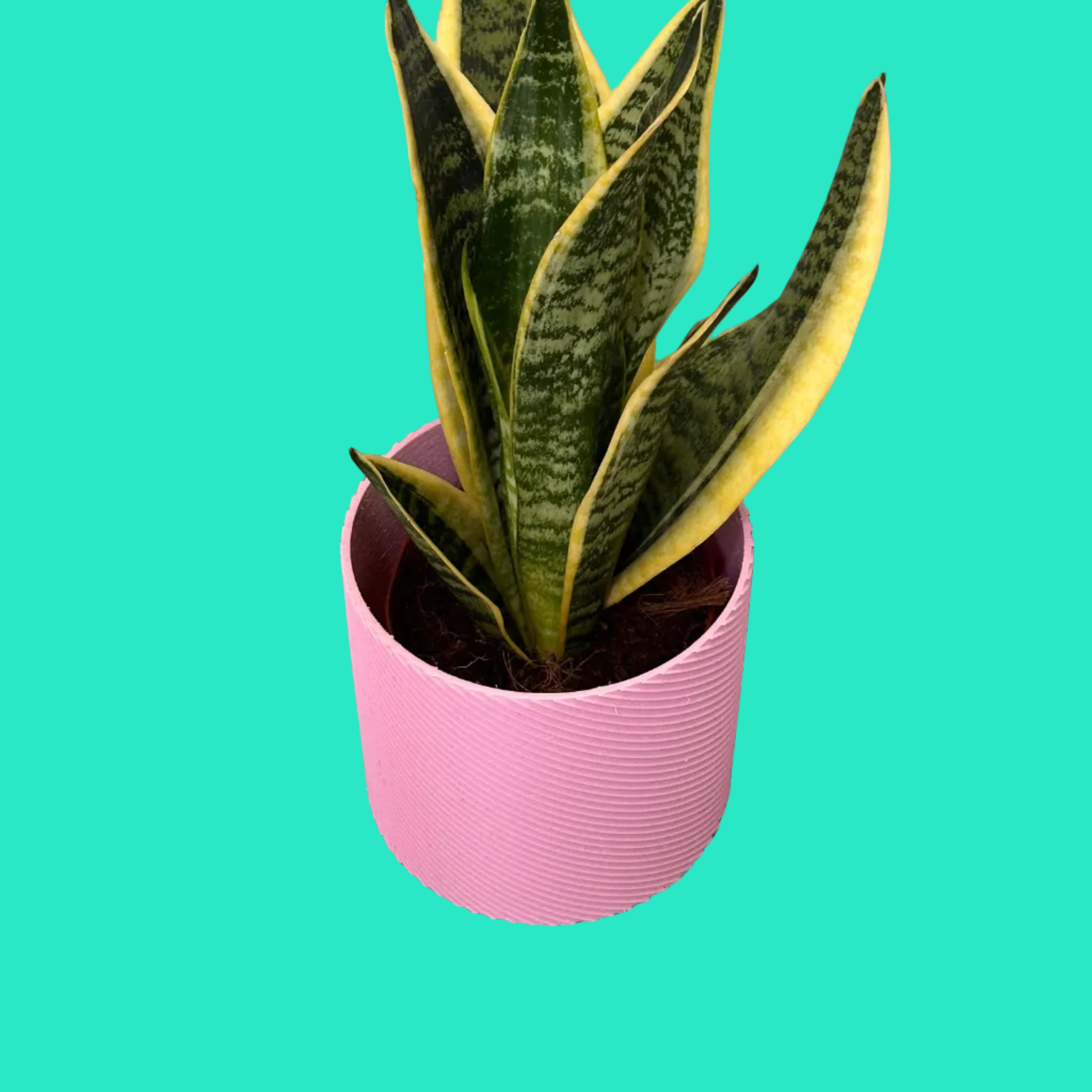 Vaso Design Spiral 3D – Porta Piante Moderno in PLA | 13,8x13,8x13h cm